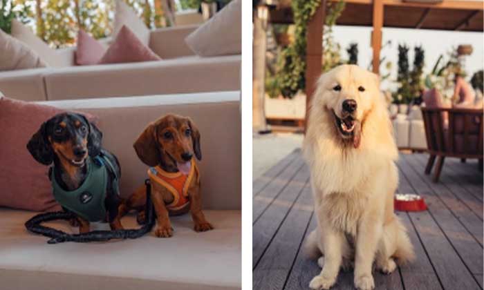 February 30 doubles down on being Dubai’s most pet-friendly beach venue February 30 doubles down on being Dubai’s most pet-friendly beach venue - february doubles