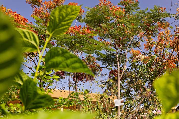 A Greener Dubai in Shades of Red and Orange A Greener Dubai in Shades of Red and Orange - greener dubai